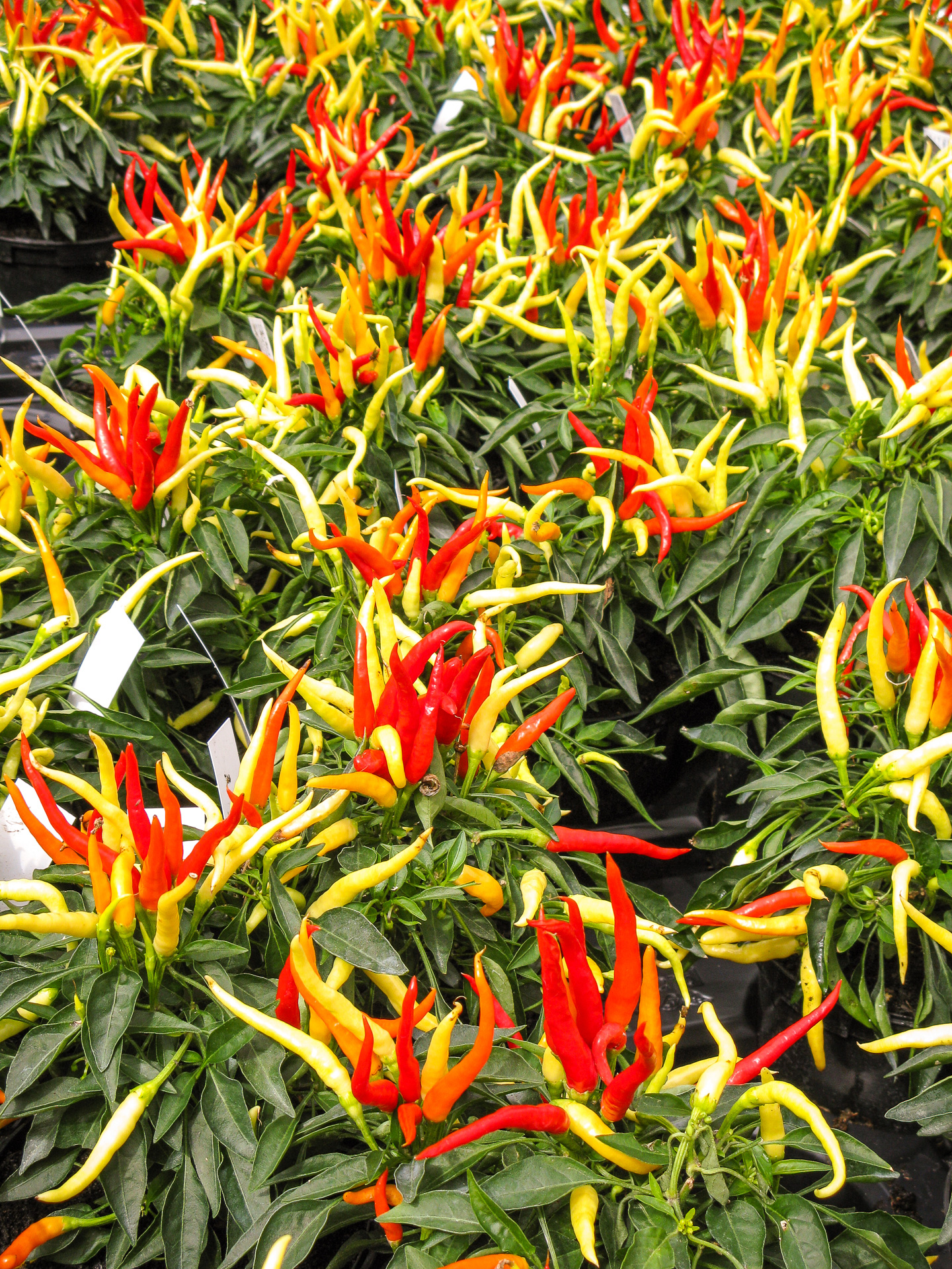 West Dean Chilli Festival